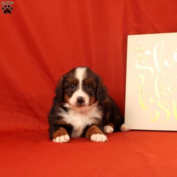 Paul, Mini Bernedoodle Puppy